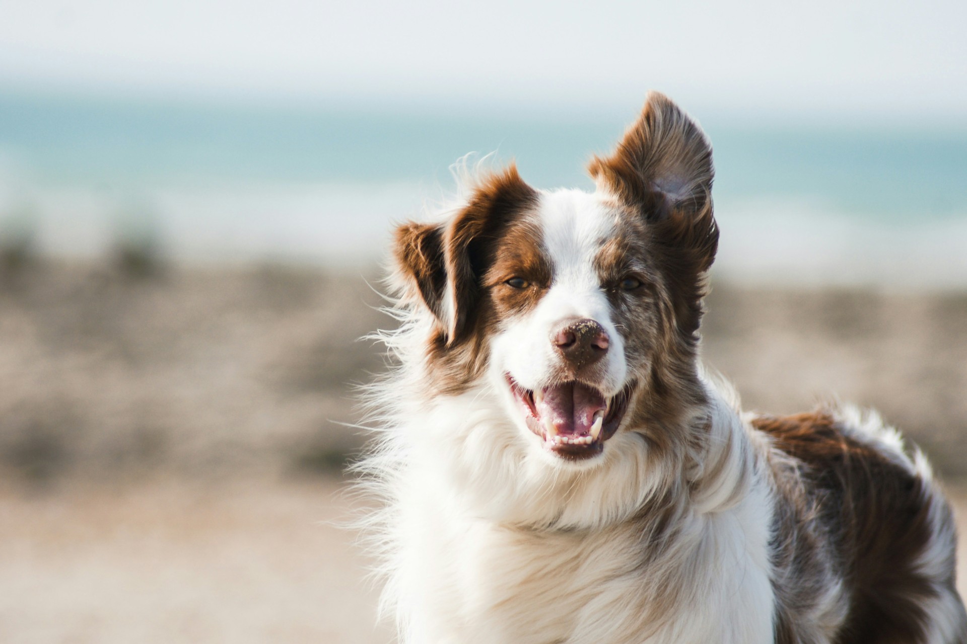 Camper huren met hond